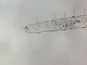Decapauropus lambertoni