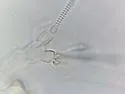 Decapauropus lambertoni - photo 3