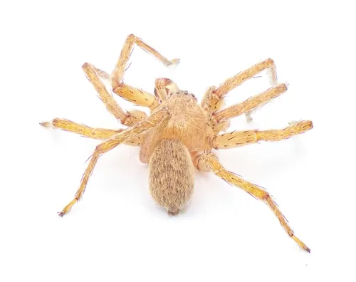 Decaphora cubana