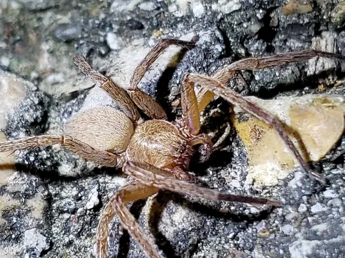 Decaphora cubana - photo 4