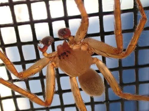 Decaphora cubana - photo 7