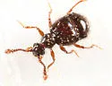 Decarthron abnorme