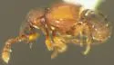 Decarthron discolor