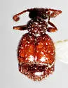 Decarthron discolor - photo 2