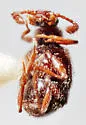 Decarthron discolor - photo 3