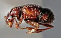 Decarthron discolor - photo 4