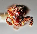 Decarthron discolor - photo 5