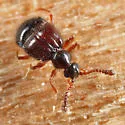 Decarthron laurenticum - photo 2