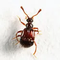 Decarthron laurenticum - photo 3