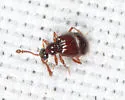 Decarthron laurenticum - photo 4