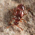 Decarthron longulum