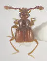 Decarthron mimicum - Decarthron mimicum