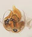 Decarthron mimicum - photo 2