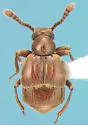 Decarthron stigmosum