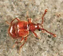 Decarthron stigmosum - photo 2