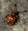 Decarthron stigmosum - photo 4