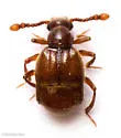 Decarthron stigmosum - photo 5
