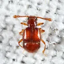 Decarthron velutinum