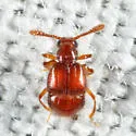 Decarthron velutinum - photo 2