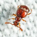 Decarthron velutinum - photo 3