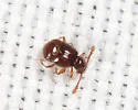 Decarthron velutinum - photo 4