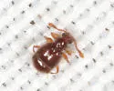 Decarthron velutinum - photo 5
