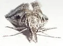 Decaturia pectinalis - Hodges#5650 - photo 2