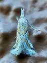 Decaturia pectinalis - Hodges#5650 - photo 3
