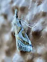 Decaturia pectinalis - Hodges#5650 - photo 4