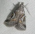 Decaturia pectinalis - Hodges#5650 - photo 5