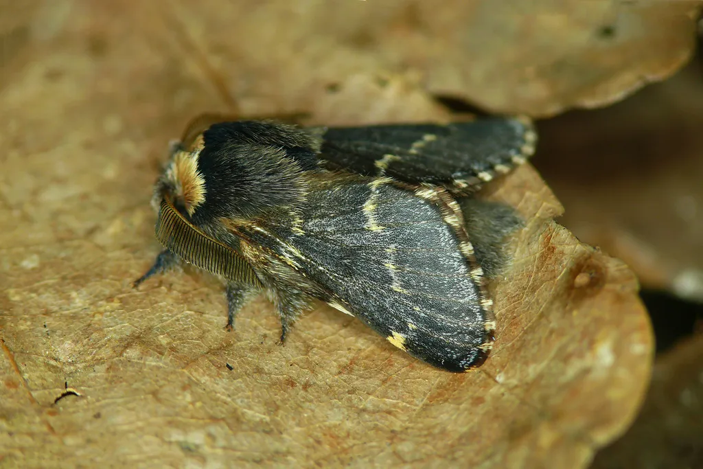 December Moth - photo 2