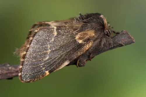 December Moth - photo 4
