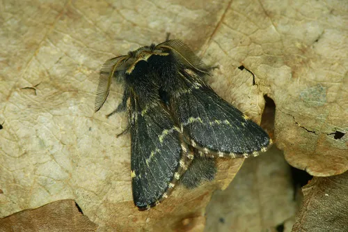 December Moth - photo 5