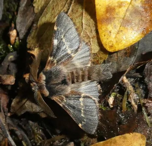 December Moth - photo 6