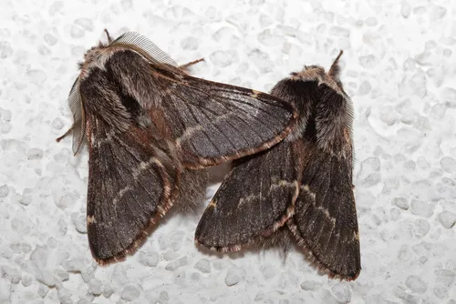 December Moth - photo 7