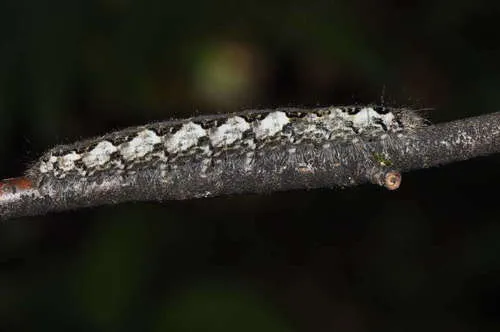 December Moth - photo 8