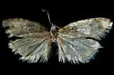 Decodes asapheus - Hodges#3580.3