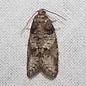 Decodes basiplagana - Hodges#3573 - photo 4