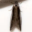 Decodes bicolor - Hodges#3577 - photo 3