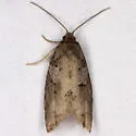 Decodes fragariana - Hodges#3574 - photo 4