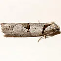 Decodes nr. horariana - Hodges#3580.11
