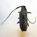 Soybean Stem Borer