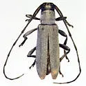 Soybean Stem Borer - photo 2
