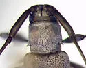 Soybean Stem Borer - photo 3