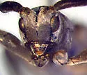 Soybean Stem Borer - photo 4