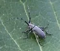 Soybean Stem Borer - photo 5