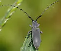 Dectes texanus - photo 3