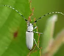 Dectes texanus - photo 4
