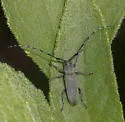 Dectes texanus - photo 5