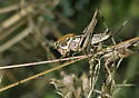 Ball's Little Shieldback - Decticita balli